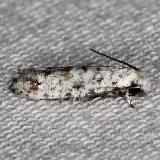 0275.97 Unidentified Nemapogon Moth BG Suwanee River St Pk Fl 9-21-18 (21)_opt