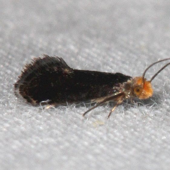 0276 Doleromorpha porphyria Mothapalooza Shawnee St Forest Oh 7-7-17 (35)_opt