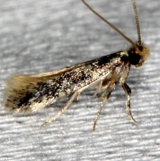 0276 Doleromorpha porphyria Pinelands Everglades Fl 2-18-14