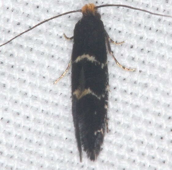 0277 Eudarcia eunitariaeella-yard-6-14-22