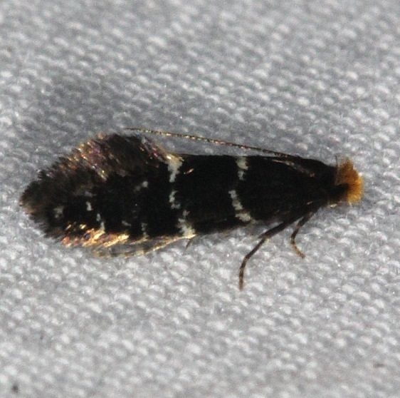 0277 Eudarcia eunitariaeella yard 7-2-14