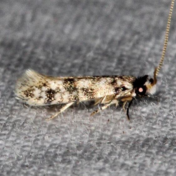 0277.85 BG Eudarcia Undescribed-meessiidae-one-Favre Dykes State Park  Fl 2-20-17