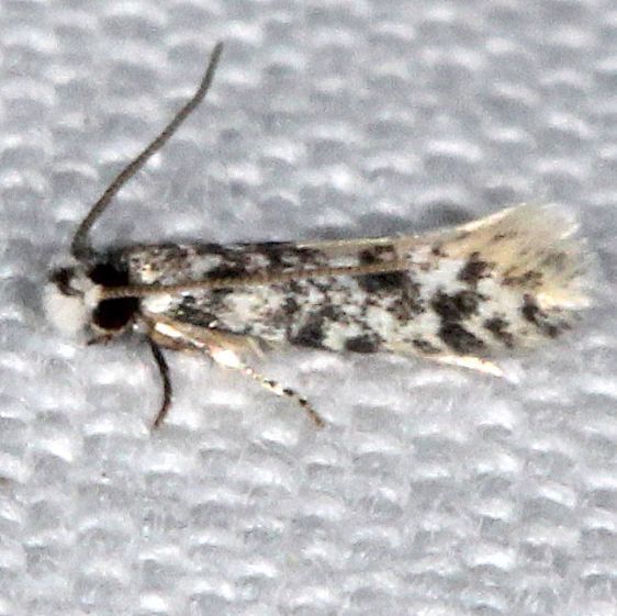 0277.99-Undescribed-Eudarcia-meessiidae-one-BG-Tomoka-St-Pk-Fl-3-25-25-55