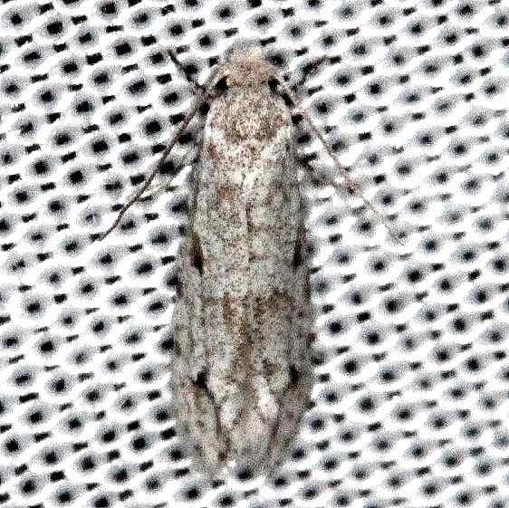 0279 Diachorisia velatella Collier Seminole St Pk 2-25-14