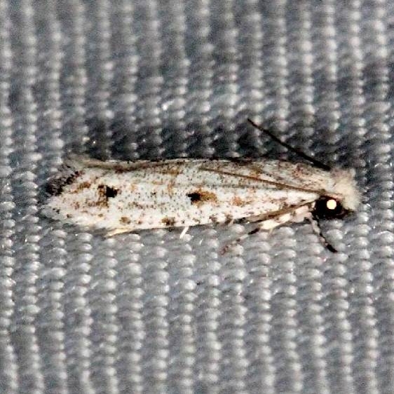 0279 Diachorisia velatella Collier Seminole St Pk 2-25-14