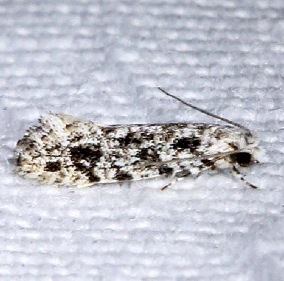 0279 Diachorisia velatella Kissimmee Prairie St Pk 3-17-13