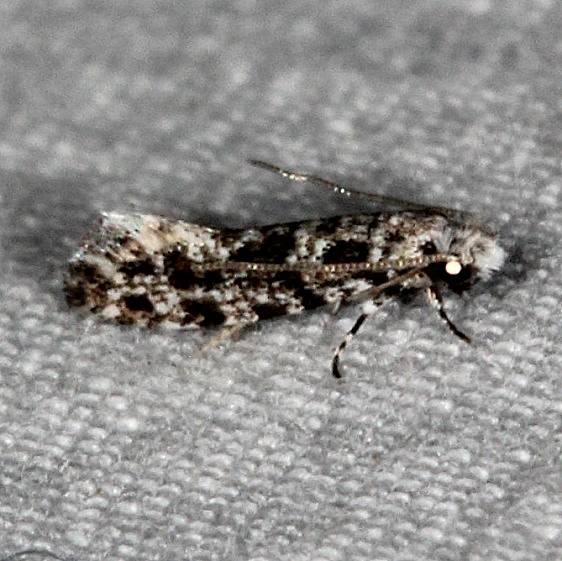 0279 Diachorisia velatella Little Manetee River St Pk Fl 3-8-15