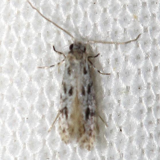 0279 Diachorisia velatella yard 8-12-12