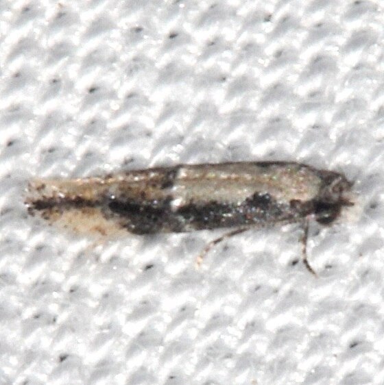 0283 Unidentified Oenoe BG Collier Seminole St Pk Fl 3-2-21