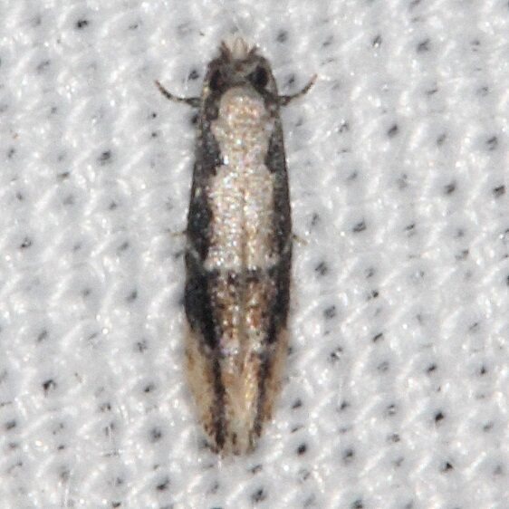 0283-Unidentified-Oenoe-BG-Collier-Seminole-St-Pk-Fl-3-2-21-2