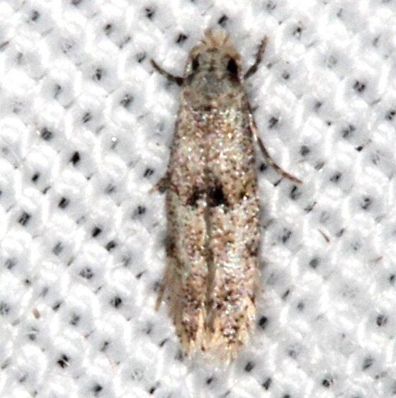 0283.97 Unidentified Oenoe BG Collier Seminole St Pk Fl 3-7-22