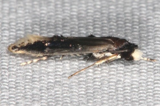 0283.97-Unidentified-Oenoe-Moth-BG-Paynes-Prairie-St-PK-Fl-3-15-21-2