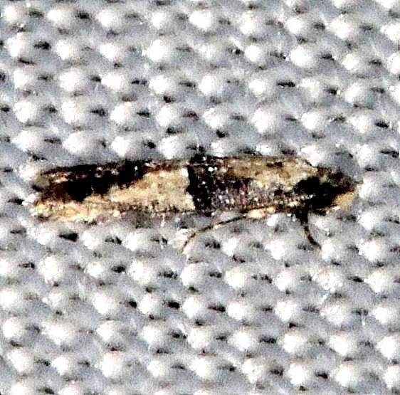 0283.97 Unidentified Oenoe Moth Collier Seminole St Pk 2-25-14
