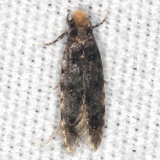 0286 Homosetia auricristatella BG tentative King