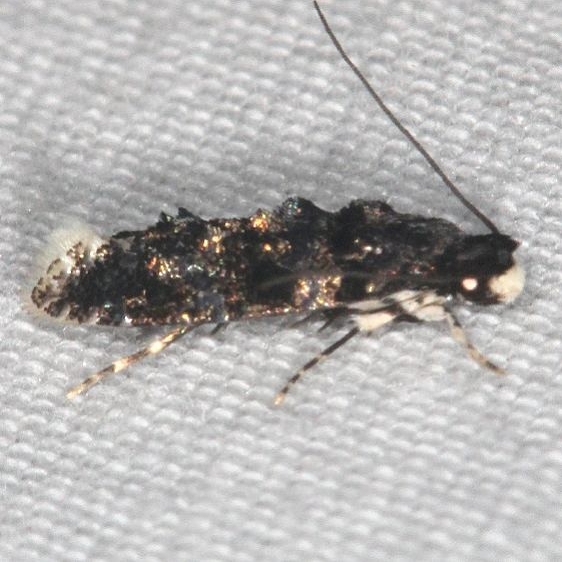 0287 Homosetia bifasciella Silver Springs St Pk Fl 9-23-18 (55)_opt
