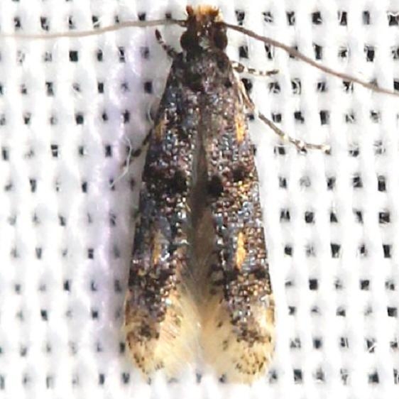 0287 Homosetia bifasciella yard 6-4-12