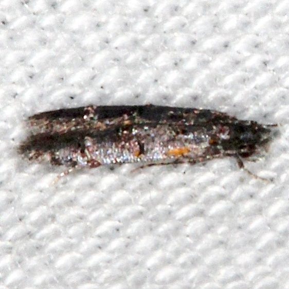 0295.97 Unidentified Homosetia Moth BG Suwanee River St Pk Fl 9-20-18 (69)_opt