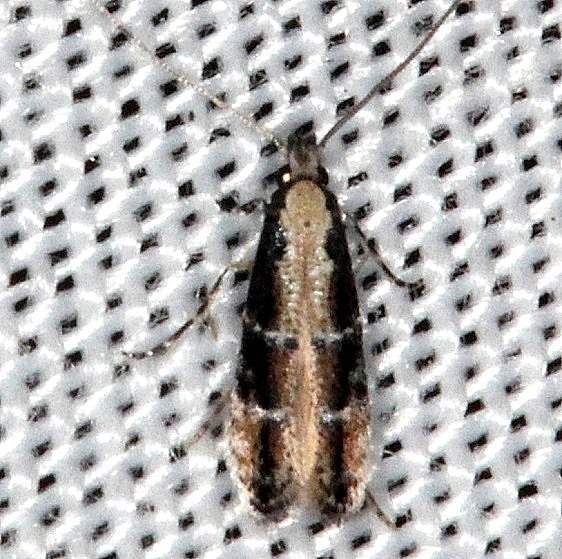 0295.97-Unidentified-Homosetia-Moth-unknown-BG-Collier-Seminole-St-Pka-2-26-14-65_opt.jpg