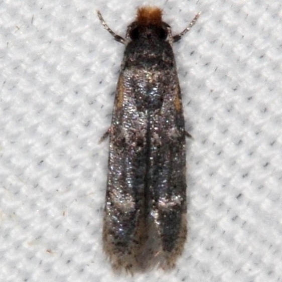 0297.97 BG Unidentified Stenoptinia Moth Oscar Scherer St Pk Fl 2-25-17_opt (1)