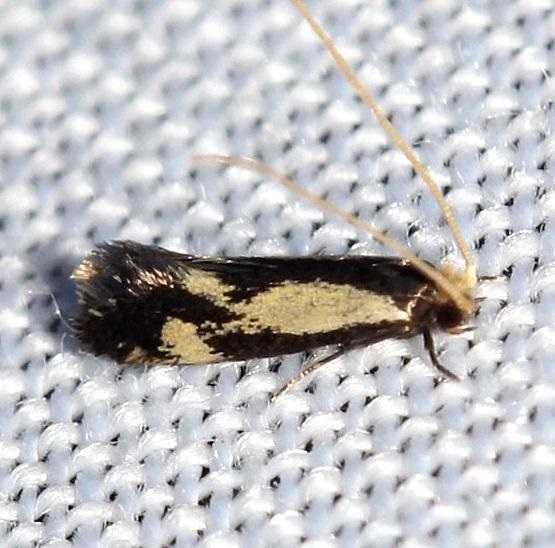 0299 Old Gold Isocorypha Moth Leslie Angel