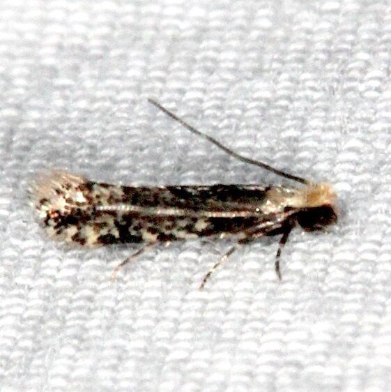 0306.98-Mea-Moth-undescribed-two-BG-Oscar-Scherer-St-Pk-Fl-3-14-15