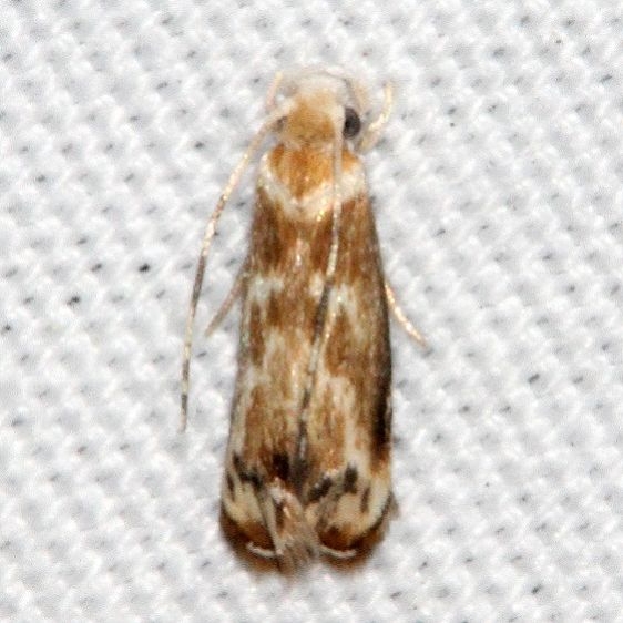 0307.1 Dryadaula terpsichorella Bader House Palm Coast Fl 3-10-11-17 (4)_opt
