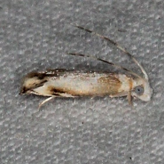 0307.1 Dryadaula terpsichorella Little Manetee River St Pka 3-9-15 (90)_opt