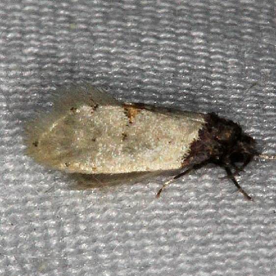 0319.99-Unidentified-Kearfottia-Moth-tentative-Highland-Hammock-St-Pka-3-5-14-4_opt_opt.jpg
