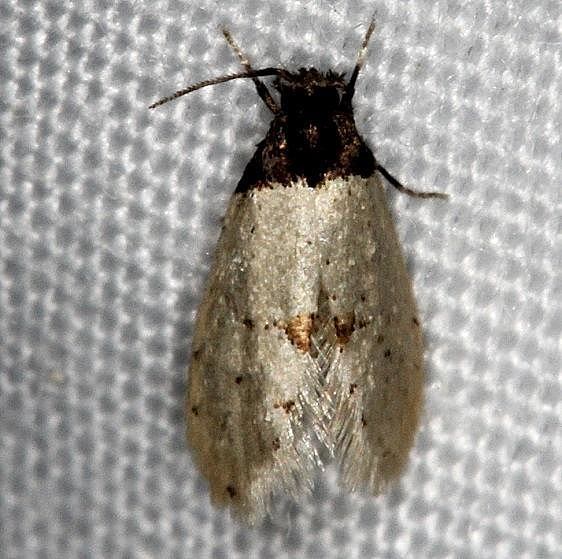 0319.99-Unidentified-Kearfottia-Moth-tentative-Highland-Hammock-St-Pka-3-5-14-5_opt_opt.jpg