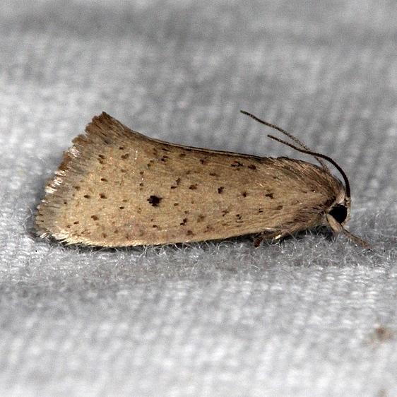032.1-Acrolophus-spilotus-Collier-Seminole-St-Pka-3-6-15-8_opt.jpg