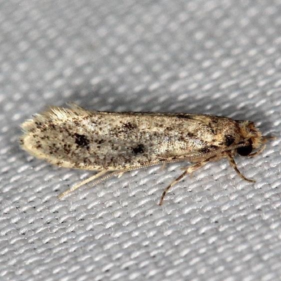0412-Niditinea-orleansella-yard-6-13-13-39a.JPG