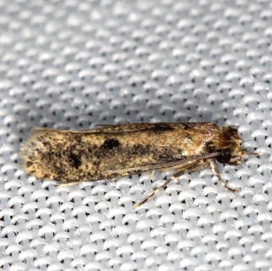 0412-Niditinea-orleansella-yarda-7-23-13-8.JPG