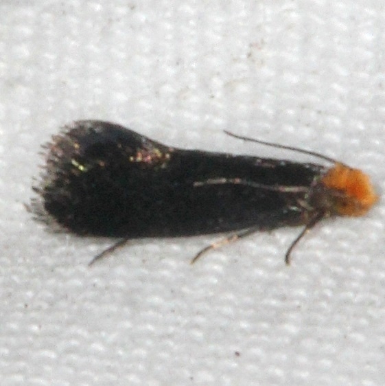 0414 Gopher Tortoise Moth Bader