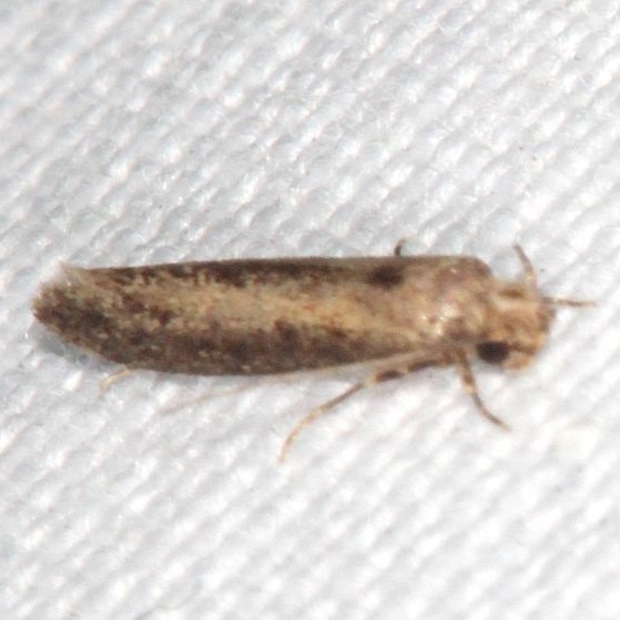 0423-Praeacedes-atomosella-BG-Collier-Seminole-St-Pk-Fl-3-19-25-10