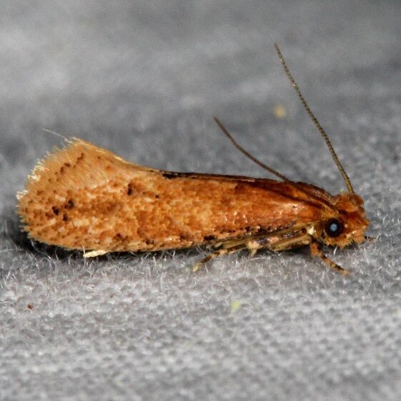 0426.99 Xystrologa species BG Oscar Sherer St Pk Fl 2-27-17