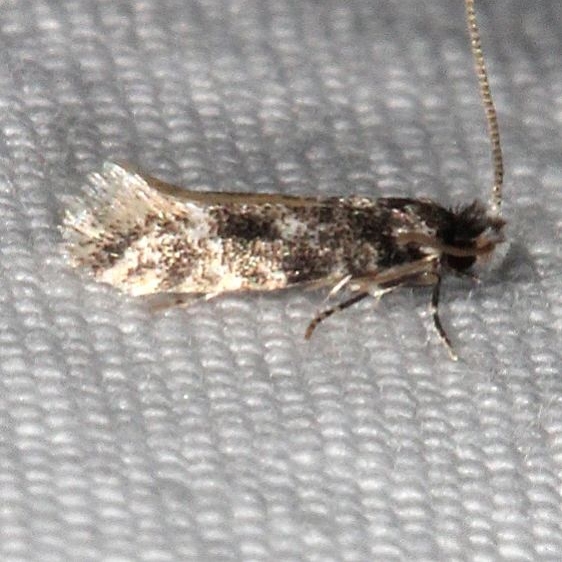 0434.99-Unidentified-Tineid-Moths-Favre-Dykes-State-Park-Fl-2-20-17-30_opt