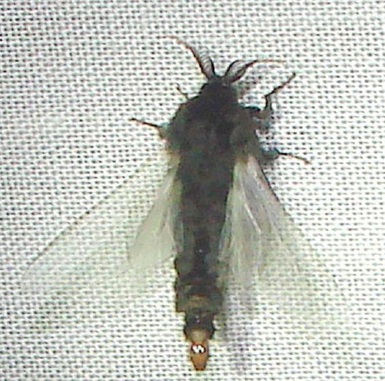 0457 Evergreen Bagworm Moyh Mahogany Hammock Everglades 2-27-12