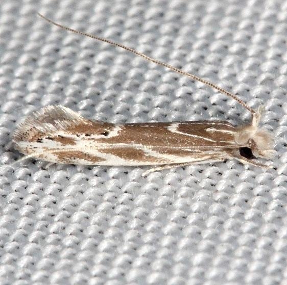 0461 Euprora argentiliniella Collier Seminole St Pk 2-25-14