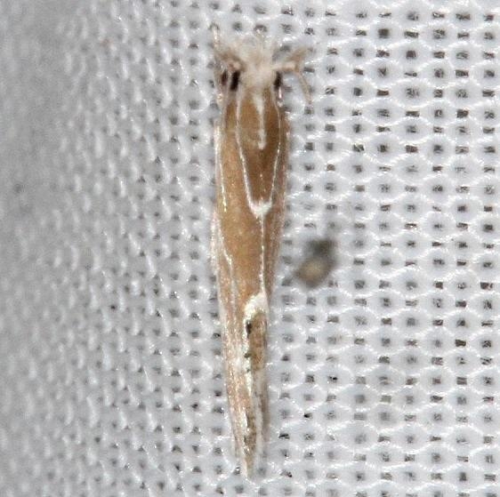 0461 Euprora argentiliniella Collier Seminole St Pk 3-2-14