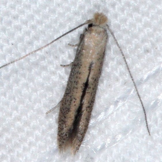 0466 Morning-glory Leafminer Moth Huffman Prairie WPAFB Dayton Oh 7-27-14