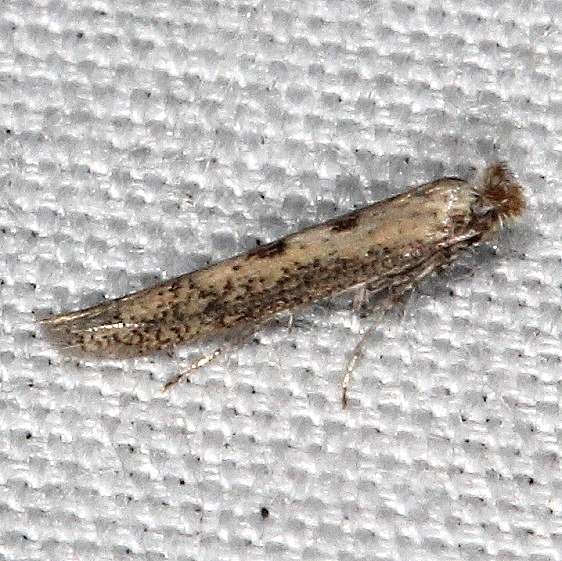 0466 Morning-glory Leafminer Moth yard 9-29-17 (6)_opt