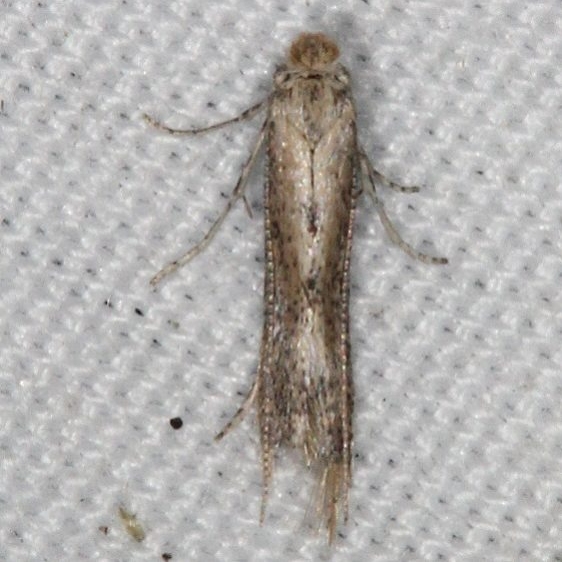 0466 Morning -glory Leafminer yard 9-7-15