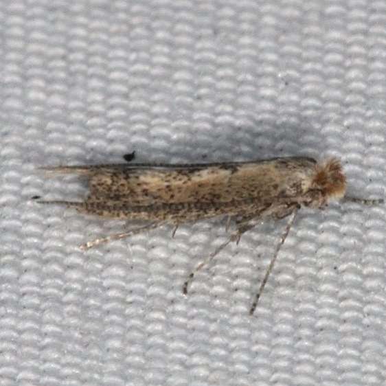 0466 Morning -glory Leafminer yard 9-7-15