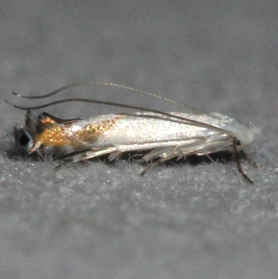 0472.75 Unidentified Lyonetia Moth BG Wolf