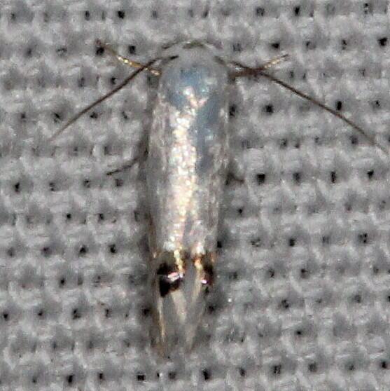 0474 Proleucoptera smilaciella BG-Big-Cypress Preserve Bear- sland 3-4-22