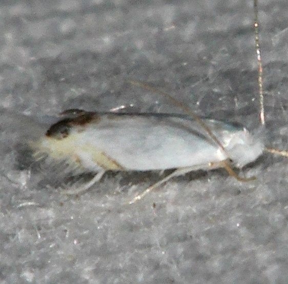 0474 Proleucoptera smilaciella Suwannee River St Pk 9-19-18 (39)_opt