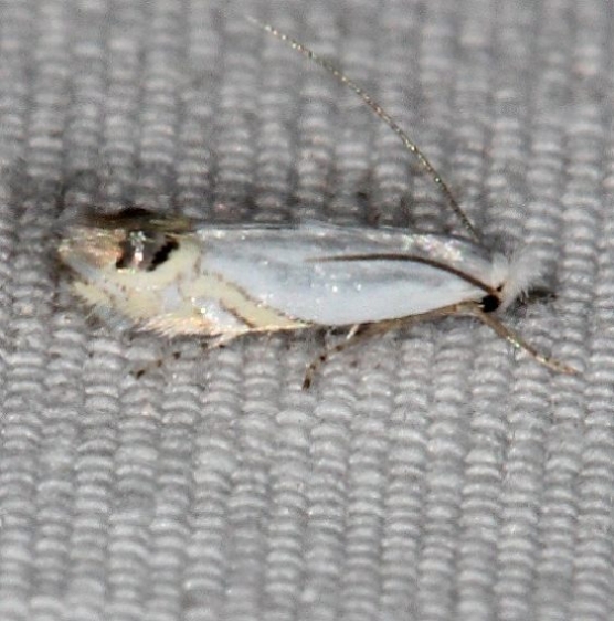 0475 Cottonwood Leafminer Moth Jenny Wiley St Pk 4-20-16