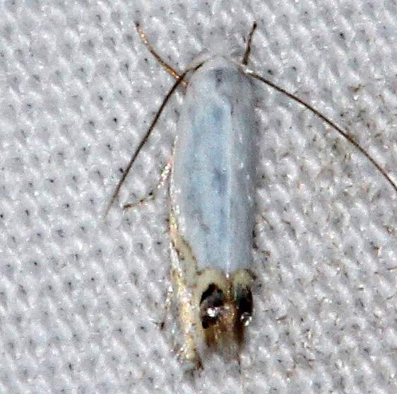 0475 Cottonwood Leafminer Moth Jenny Wiley St Pk 4-20-16