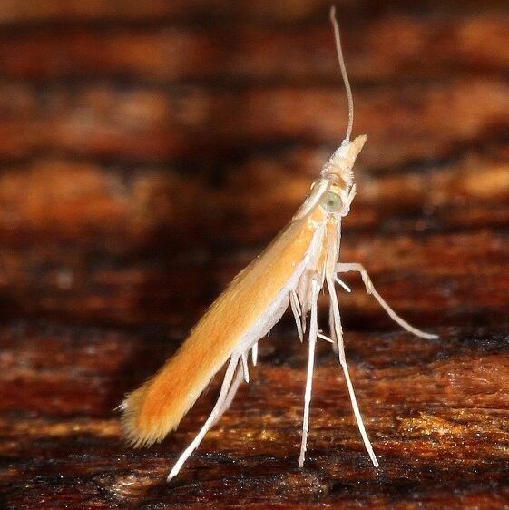 0476 Muhabbetia aurea BG-Mothapalooza-Arc-of-Appalachia-7-18-21