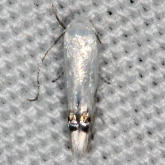 0479 Laburmum Leaf Miner Moth Collier-Seminole St Pk 3-7-15